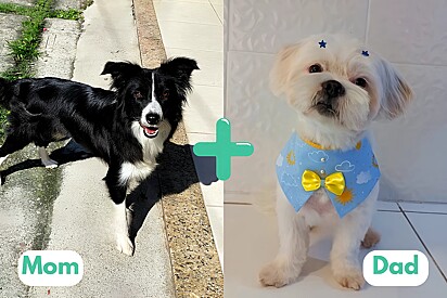 A Lhasa Apso thought to be sterile has nine puppies with a Border Collie.