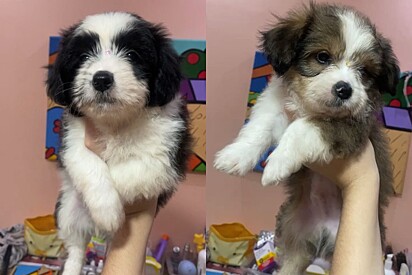 Two of the puppies.
