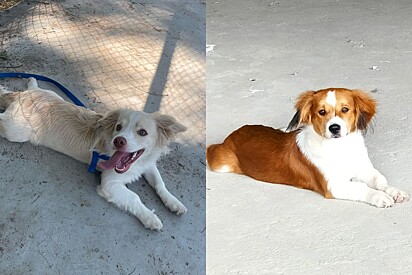 Puppies Theo (left) and Scooby (right), now five months old.