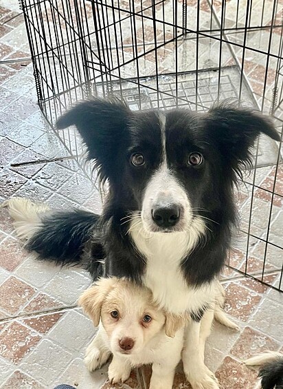 Maggie with one of the puppies.