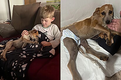The caramel-colored mutt was recovering from surgery in a foster home—until she pulled a stunt.