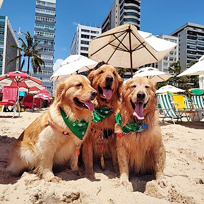 The trio is deeply loved by their owners.