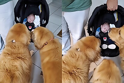 Golden Retrievers have the best reaction to meeting their owners baby. 