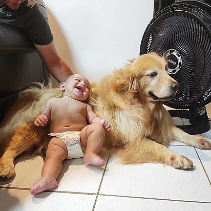 The Golden Retrievers accepted little Luiz very well. 