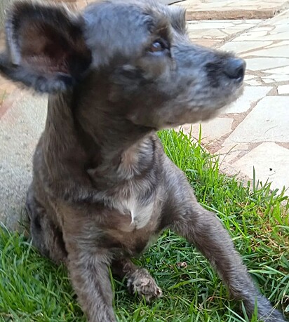 Pelézinho was rescued from the streets. 
