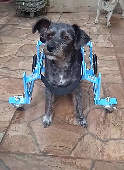 Pelézinho with his new wheelchair.