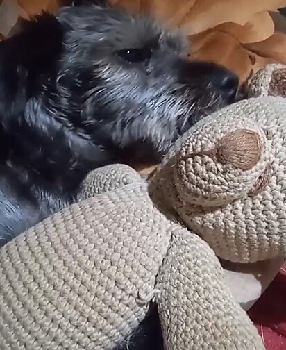 Pelézinho was left without movement in his paws.