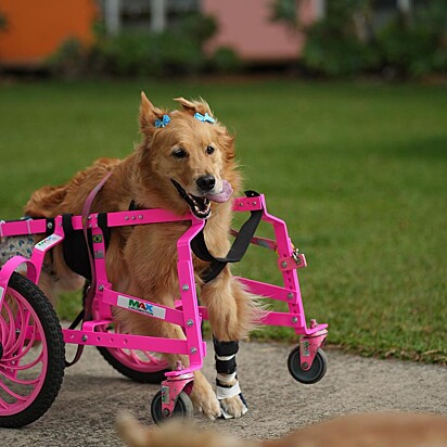 Olivia, the paraplegic Golden Retriever.