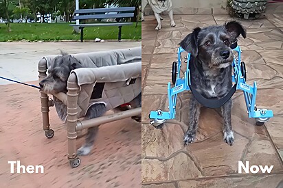 Dog gets wheelchair after video goes viral on the internet. 