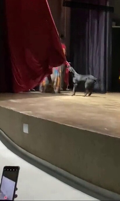 Estrela pulling the curtain with her mouth.