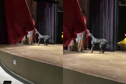 Stray dog invades stage and amuses the internet. 