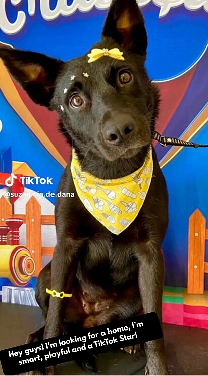Estrela waits for a family to be her forever home.