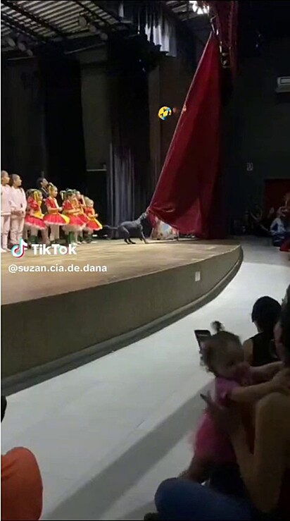 The audience enjoys the mischief of the little dog who climbed on stage.