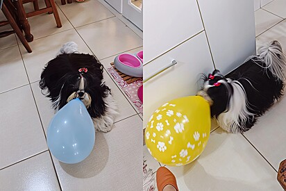 Meet Mila, the 9-year-old Shih Tzu who only eats her meals after being given a balloon.