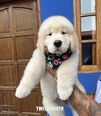 Golden Retriever from the Tweedmouth Golden Retriever Kennel. 
