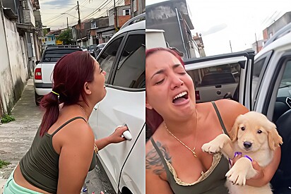 Man makes his wife’s dream of having a Golden Retriever come true—and this was her reaction. 
