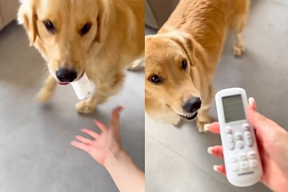 The dog takes the AC remote control in her mouth and brings it to her owners.