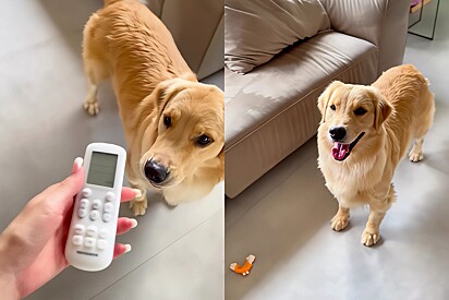Meet Chanel, the Golden who asks to turn on the AC.