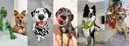 From left to right: Arizona, Alabama, Kira, Denver and Maggie.