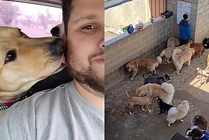 Dog sitter proves why he has the “best job in the world”.