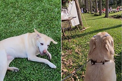 Clara, the labrador that Deived watched over during her pawrents wedding. 