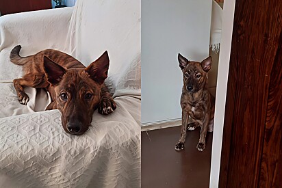 Woman dreams about her childhood dog—until the dream comes true.