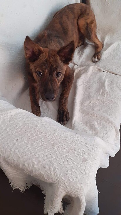 Swat, 15 days after his arrival.