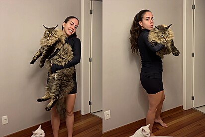 Girl adopts Maine Coon, rescued from an abusive situation.
