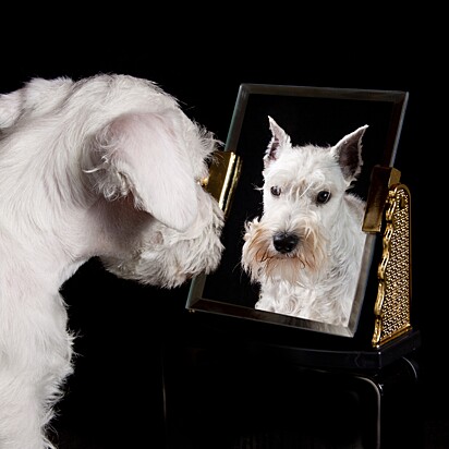 Can dogs recognize themselves in the mirror?