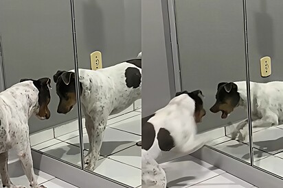 Dog has unexpected and funny reaction upon seeing himself in the mirror.