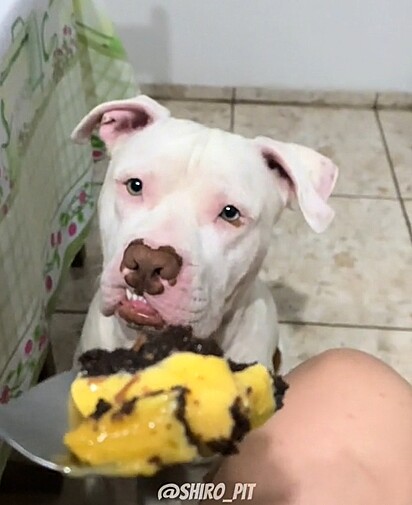 Shiro is outraged because his humans eat different food every day, while he only eats kibble.