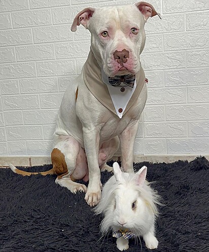 Shiro and his rabbit brother, Floks. 