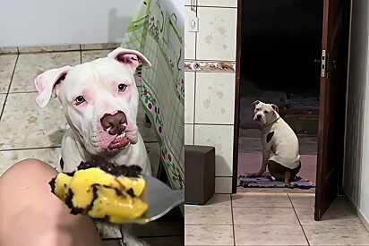 In a funny video, a Pitbull “explains” what he doesn’t understand about humans.