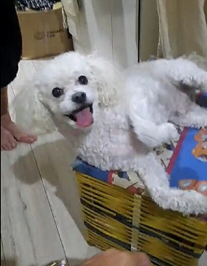 Snoopy is a six-year-old Poodle who loves being petted.