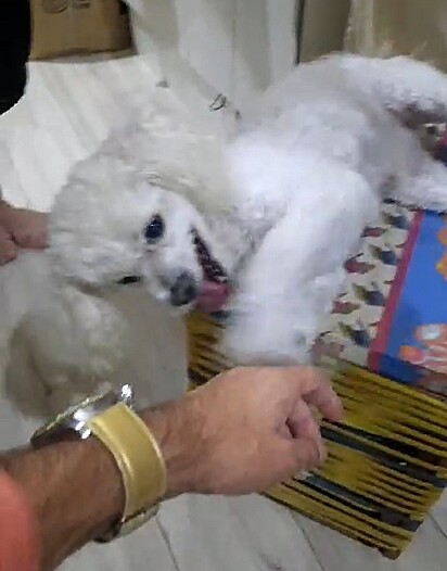 The dog demanding attention from his owner.
