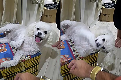 The pup loves getting pets from his owner and gets upset when he doesn’t receive them. 