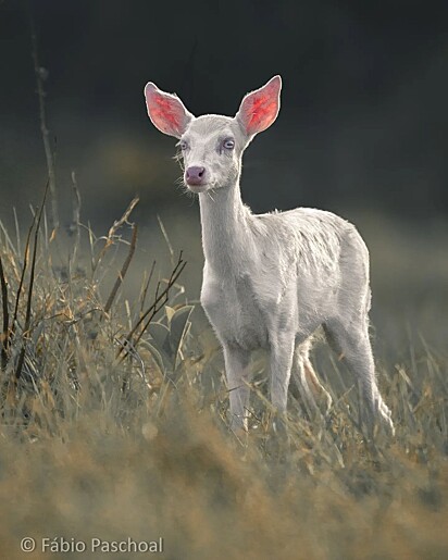Fábio believes that this deer is the protective spirit Anhangá, protector of forests, rivers and animals.