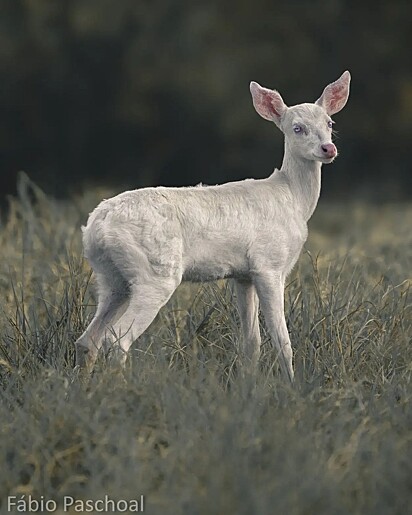 Fábio was impressed by the rare animal he spotted.