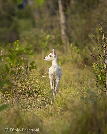The deer wandering through the field.