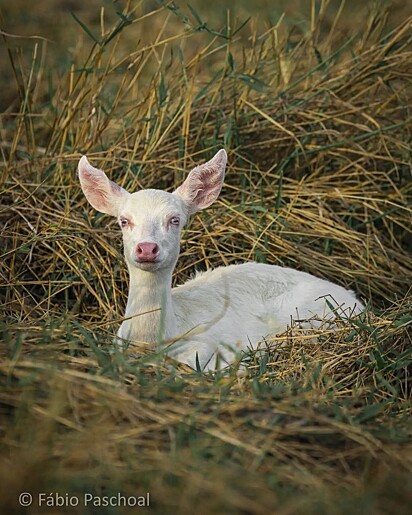 The animal that Fábio recorded was the albino pampas deer.