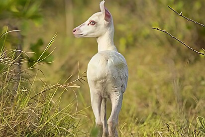 Photographer records rare animal he saw in the Pantanal.