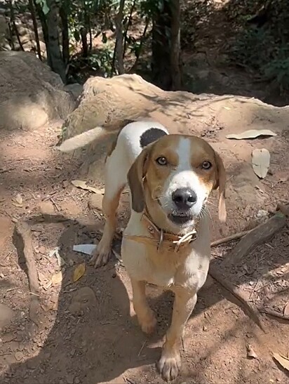 The friends found the dog at the waterfall.