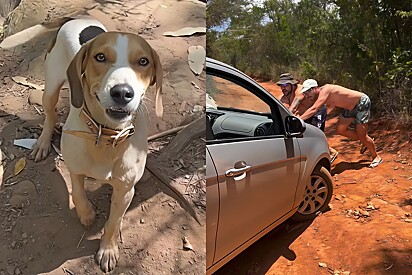 Friends face challenges in search of the waterfall, and a dog saves the day with his cuteness.