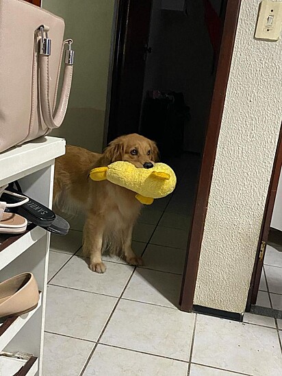 Dory with her favorite toy: the duck.