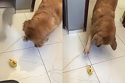 Golden Retriever has a cute reaction to receiving a little yellow chick toy.