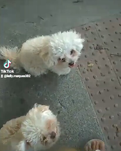 Floyd and Whastm sitting for their owner’s permission to cross the street.