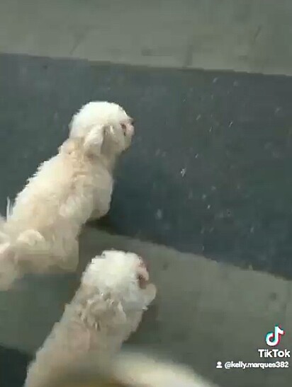Poodles crossing the street.