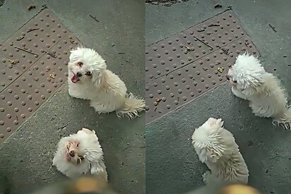 The Poodles crossing the street, only after their owner said so.