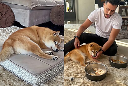 The owner reveals what it’s like to live with a dog with Alzheimer’s.