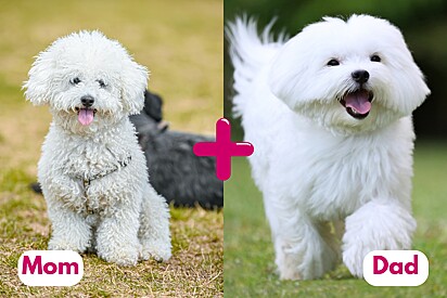 Dudu is a little Maltese and Poodle mix. 